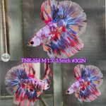 Live Male Betta Multicolors Metallic Halfmoon (TNK-154) High quality what you see what you get!!