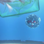 Thai Oranda Red Cap Panda 2.5” Female(FEB-661)R3B04