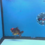Thai Oranda Apache 2.5” Female(FEB-680)R3B01