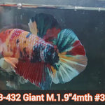 Live Male Betta Giant Candy multi-colors Plakat (JUB-432) What you see What you get!
