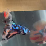 Live Male Betta Black Galaxy Stardust Halfmoon (TNK-474) High quality what you see what you get!!
