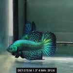 Live Male Betta Green Alien Wild Plakat (DET-275) High quality what you see what you get!!