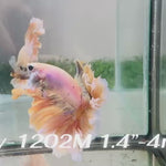 Live Male Betta Fancy Yellow Light colors Halfmoon Rosetail (Sky-1202) High quality what you see what you get!!