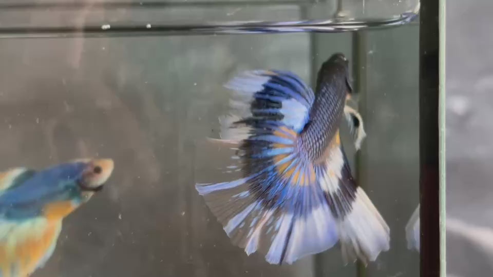 Live Male Betta Black Yellow Mustard Pattern Over Halfmoon (TNK-A798) High quality what you see what you get!!