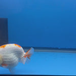 Thai Red & White Lemonhead Ranchu 4” Body Female(FEB-412) BLUETUBD