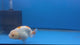 Thai Red & White Lemonhead Ranchu 4” Body Female(FEB-412) ShowTankB✅