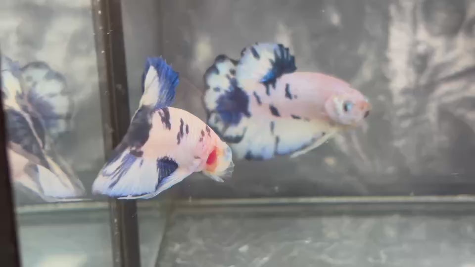 Live Male Betta Fancy Blue Marble Moo cow Plakat (TNK-A756) High quality What you see What you get!!