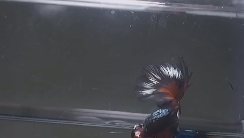 Live Male Betta Black Red Samurai Halfmoon (MKP-708) High quality what you see what you get!!