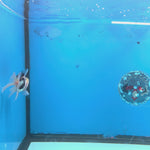 Thai Oranda Lemonhead Panda 2.5” Male(FEB-639)R3B15