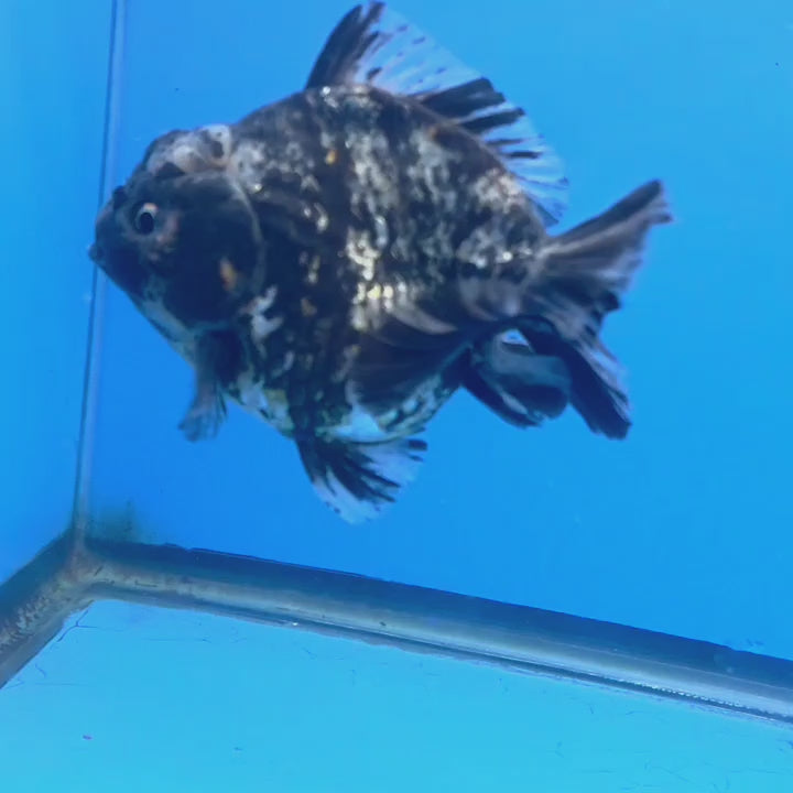Thai Oranda Dark Granite Tiger Godzilla 3.5 inch Body male (FEB-949)BLUETUBC
