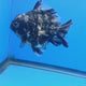 Thai Oranda Dark Granite Tiger Godzilla 3.5 inch Body male (FEB-949)BLUETUBC