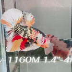 Live Male Betta Copper Metallic Koi Plakat (Sky-1160) High quality what you see what you get!!