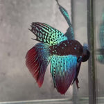 Live Male Betta Green Black Samurai Alien Wild Hybrid Shape  (BID-187) High quality what you see what you get!!