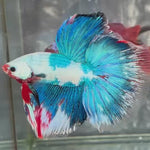 Live Male Betta Fancy Koi Halfmoon (TNK-A649)S184 High quality what you see what you get!!