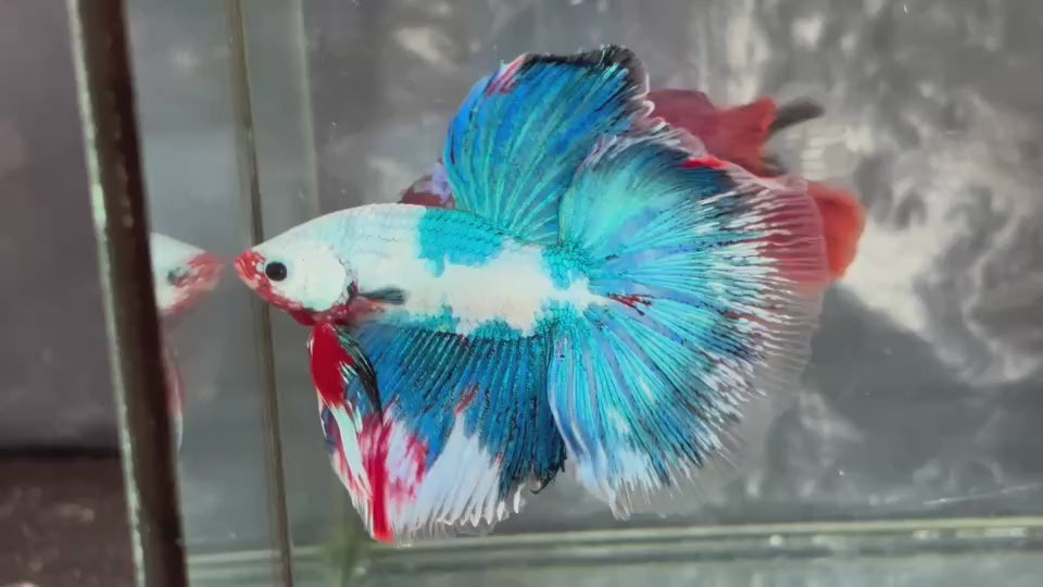 Live Male Betta Fancy Koi Halfmoon (TNK-A649)S184 High quality what you see what you get!!