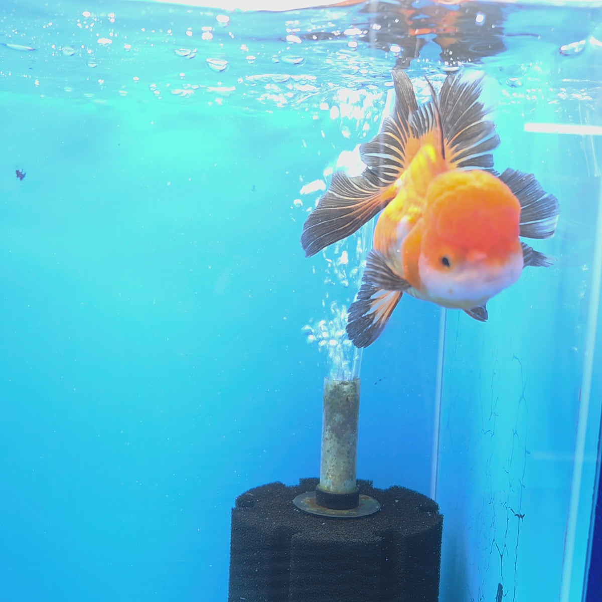 Thai Oranda Tri-Color Panda 3.5" Body Female (FEB-765)R2B07 (Copy)