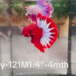 Live Male Betta Red Hellboy Startail Plakat (Sky-121) High quality what you see what you get!!