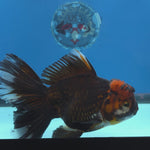 Thai Oranda Red Cap Black 5" Body male 12mths(FEB-573)R3A01