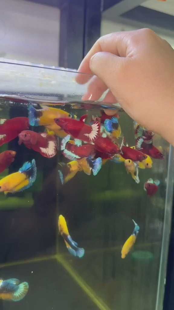 RED FANCY HELLBOY FEMALE BETTA Sorority Group Our Choice(CBG-057)