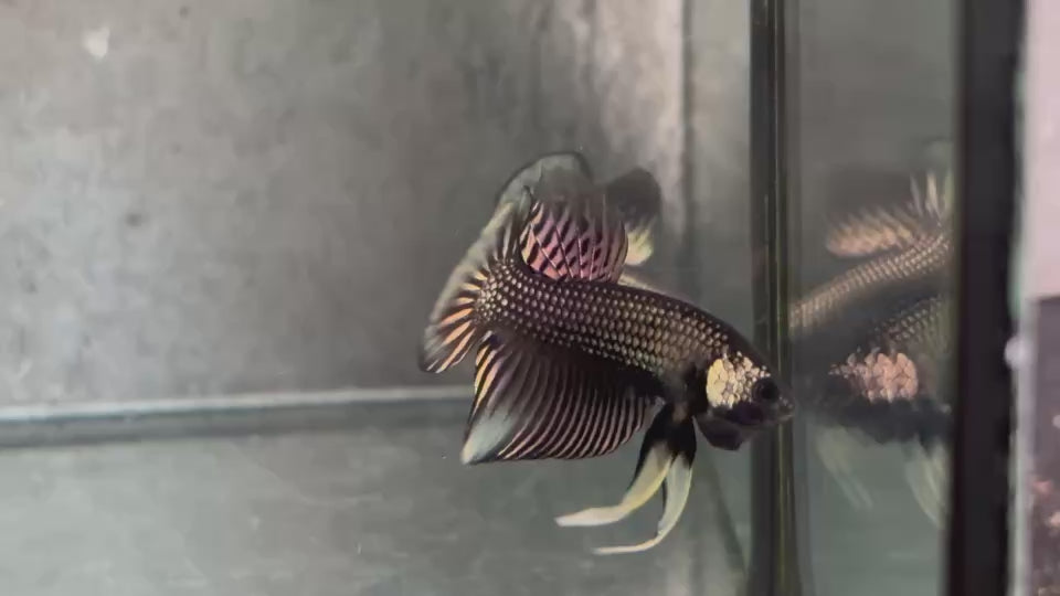 Live Male Betta Copper Yellow Imbellis Hybrid Wild Plakat (BID-191) High quality What you see What you get!!