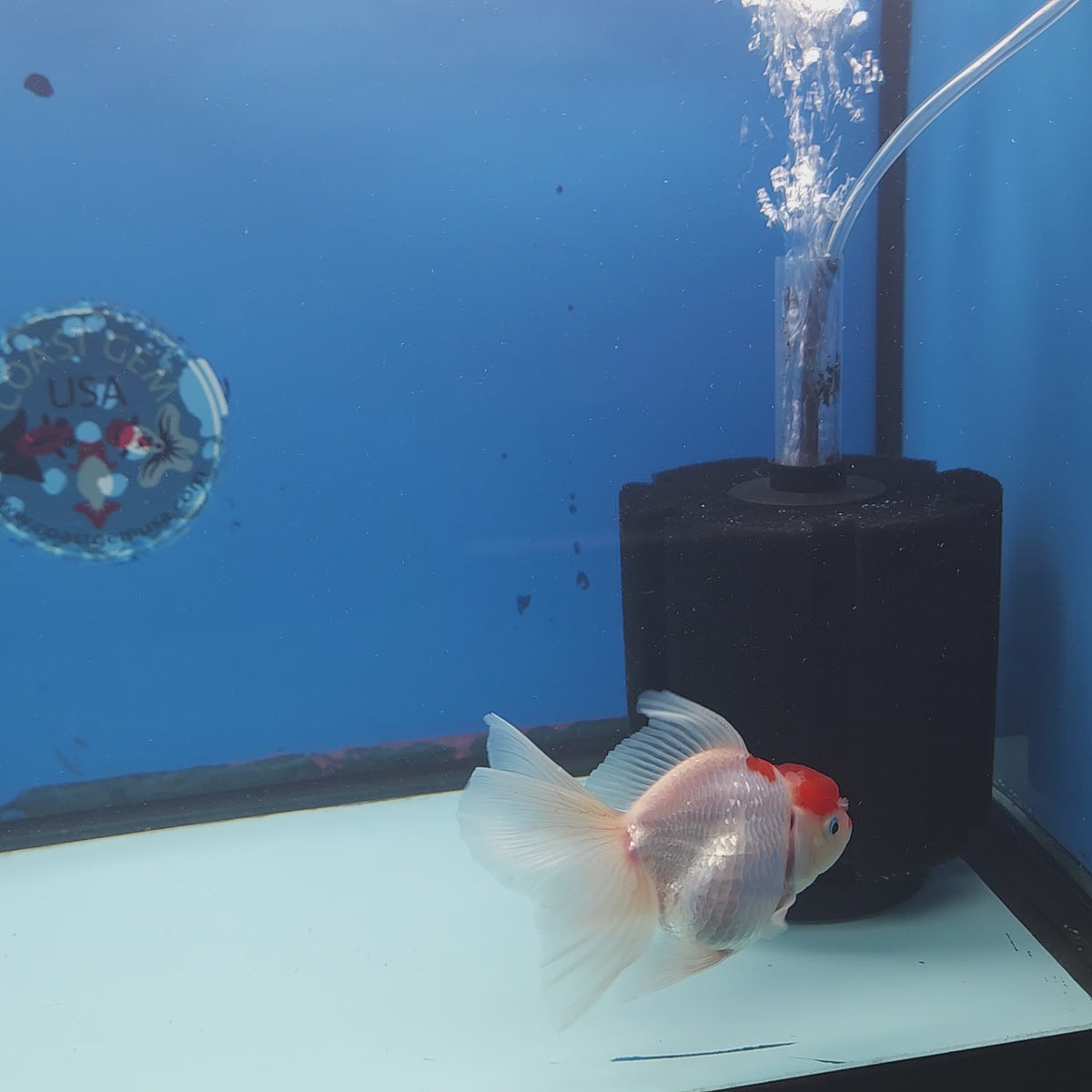 Thai Oranda Red Cap 3” Female (FEB-252)R3A04