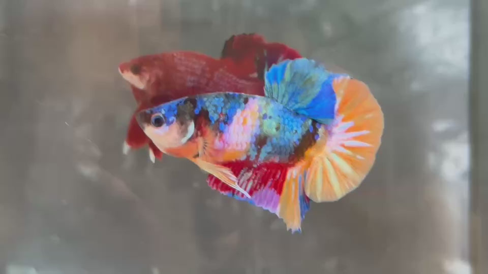 Live Male Betta Galaxy Koi Plakat (TNK-A771) High quality What you see What you get!!