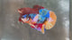 Live Male Betta Galaxy Koi Plakat (TNK-A771) High quality What you see What you get!!
