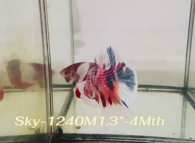 Live Male Betta Fancy Koi Dumbo big ear Plakat (Sky-1240) High quality What you see What you get!!