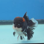 Thai Oranda Red Cap Panda Color 3 in Body Male (FEB-535)R3A03