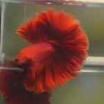 Live Male Betta Super Red Solid color Over Halfmoon (MKP-559) High quality What you see what you get!!