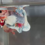 Live Male Betta Fancy Koi Dumbo big ear Plakat (TNK-976) S242 High quality What you see What you get!!