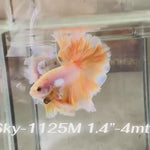 Live Male Betta Fancy Yellow Light Colors Halfmoon Rosetail (Sky-1125)S145 High quality What you see What you get!!