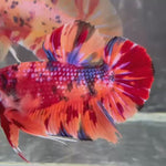 Live Male Betta Orange Red Nemo Metallic Fire Giants Plakat (TNK-A566) S359 High quality What you see What you get!!