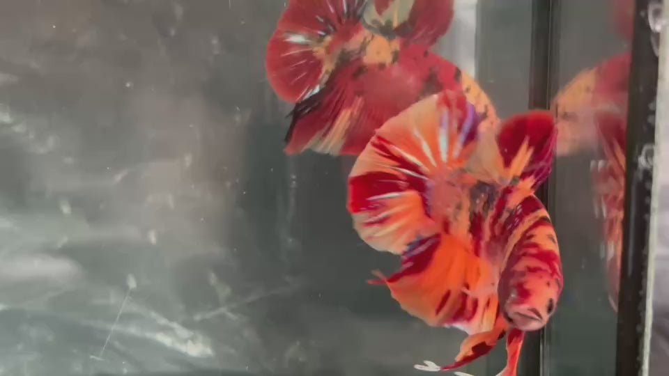 Live Male Betta Orange Red Galaxy Nemo Fire Giants Plakat (TNK-A517) High quality what you see what you get!!