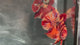 Live Male Betta Orange Red Galaxy Nemo Fire Giants Plakat (TNK-A517) High quality what you see what you get!!
