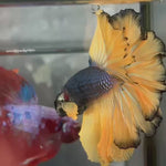Live Male Betta Yellow Blue Mustard Halfmoon Rosetail (TNK-A647)S111 High quality what you see what you get!!