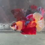 Live Male Betta Classic Nemo Koi Plakat (TNK-842) R10A14 High quality what you see what you get!!