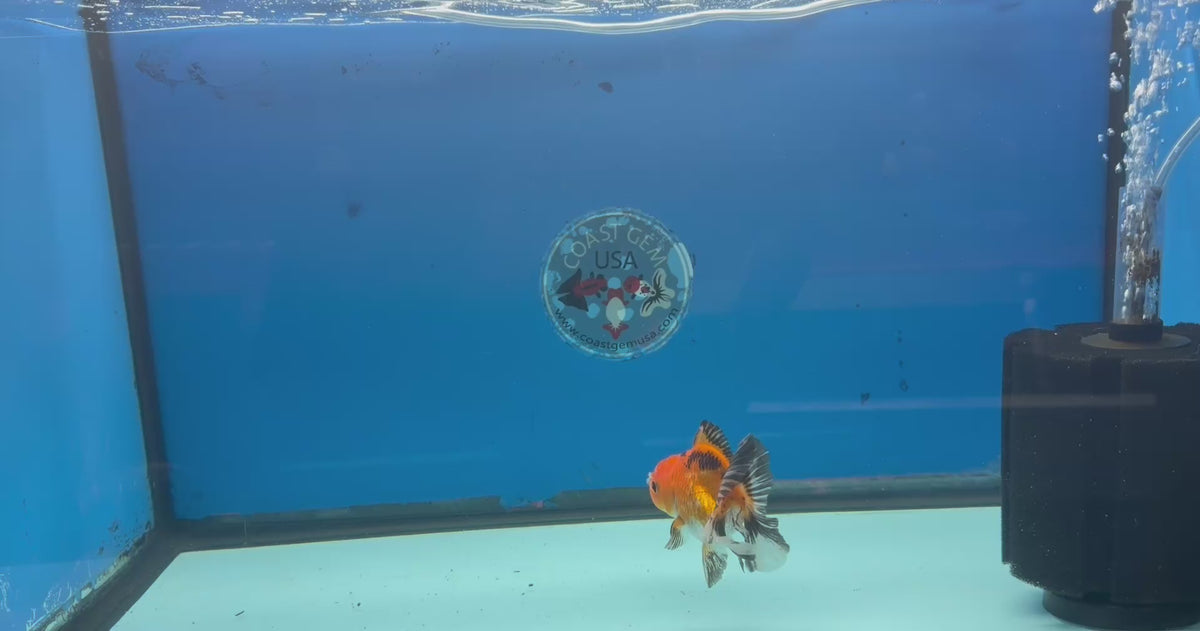 Thai Oranda Apache 3in Female (FEB-325)R2B09