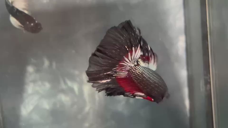 Live Male Betta Black Red Copper Dark scale Halfmoon (TNK-A787) High quality What you see What you get!!