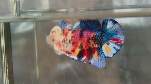 Live Male Betta Candy metallic Mixed colors Plakat (KSA-A562)High