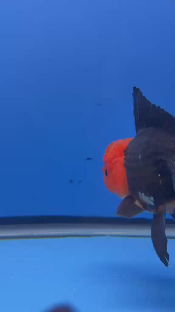 Thai Oranda Black Body Red Cap 4"inch Body Female (Tex-346) R3A06