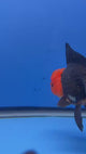 Thai Oranda Black Body Red Cap 4"inch Body Female (Tex-346) R3A06