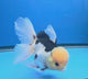 Thai Oranda Lemomhead Panda 3.5” Female(FEB-900)R2A10