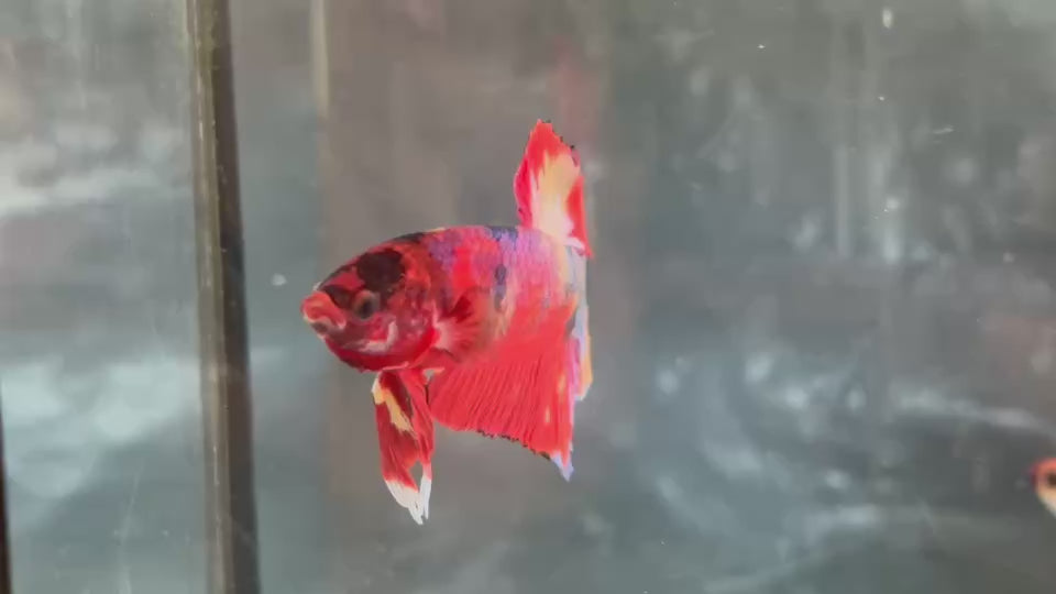 Live Male Betta Candy Koi Plakat (TNK-A772) High quality What you see What you get!!
