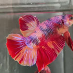Live Male Betta Candy Sweet Colors Giants Plakat (TNK-A563) S355 High quality What you see What you get!!