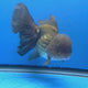 Thai Oranda Jumbo AA Grade Black 4.50 inch Body Female(FEB-849)R2A16