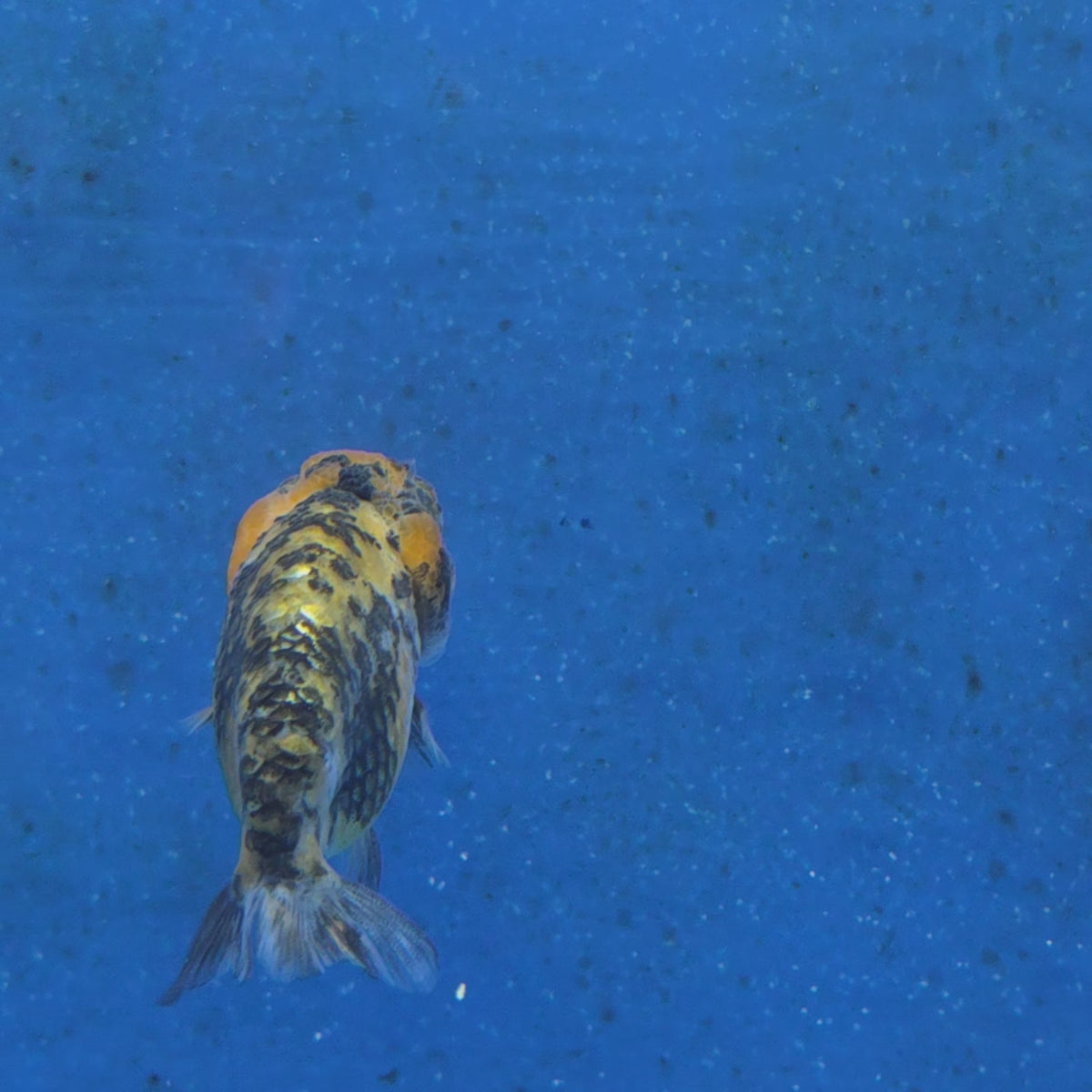 Thai Ranchu Tiger 2.50" Body Female (FEB-867)R2B02