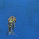 Thai Ranchu Tiger 2.50" Body Female (FEB-867)R2B02