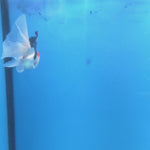Thai Oranda Tri-Color 2.5” Male(FEB-668)R3B03
