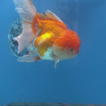 Thai Oranda Red and White 4.5" Body Female 9mths(FEB-572)R3A01